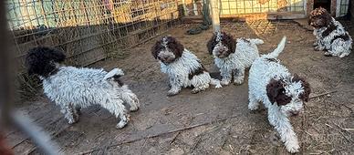 Lagotto Romagnolo
