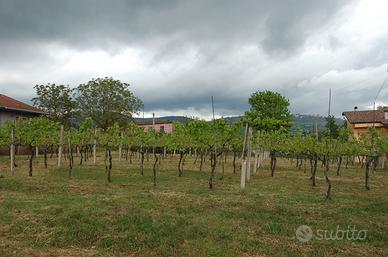 Terreno Agricolo Mole Bisleti