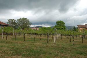 Terreno Agricolo Mole Bisleti