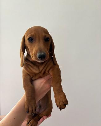 Cuccioli di bassotto