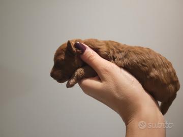 Cuccioli barboncini toy red pedigree ENCI
