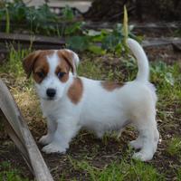 Jack Russell Terrier - Cuccioli Selezionati