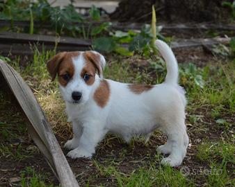 Jack Russell Terrier - Cuccioli Selezionati