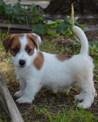 Jack Russell Terrier - Cuccioli Selezionati