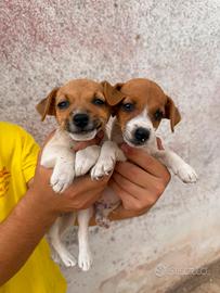 Jack Russell