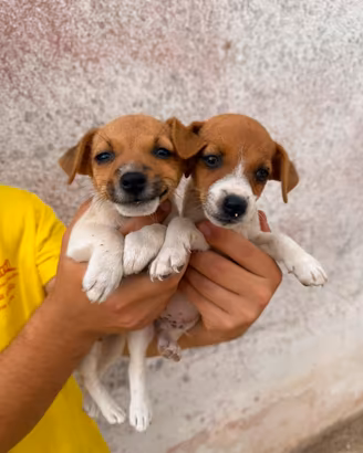 Jack Russell