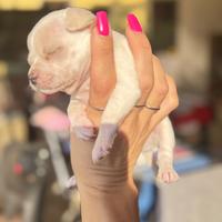 Cuccioli di chihuahua (venduti)