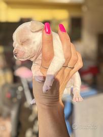 Cuccioli di chihuahua (venduti)