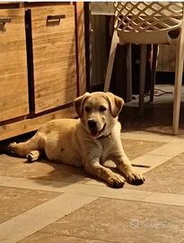Cucciolo Labrador canadese nero con Border Collie
