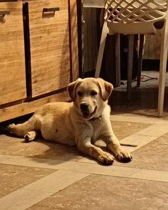 Cucciolo Labrador canadese nero con Border Collie