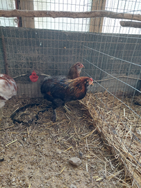 Oliver eggs- uova verdi