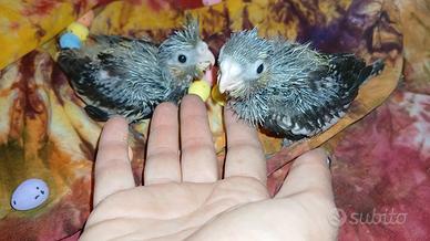 Calopsite all.a mano