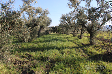 Terreno con rudere zona Diga San Giuliano