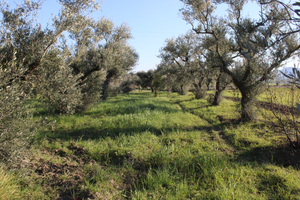 Terreno con rudere zona Diga San Giuliano