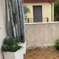 Piante grasse Cactus (cuscino della suocera)