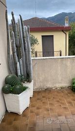 Piante grasse Cactus (cuscino della suocera)