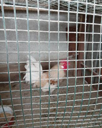 Galli e Galline