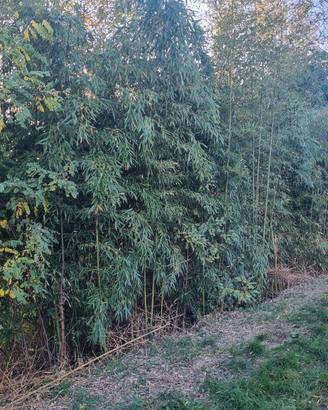 Canne di Bambu'