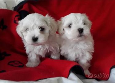 Maltese