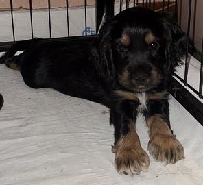 Cocker spaniel
