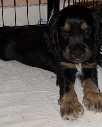 Cocker spaniel
