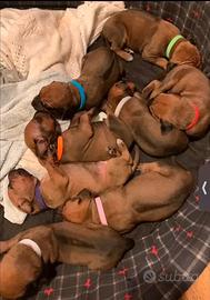 Splendidi cuccioli di Rhodesian ridgeback