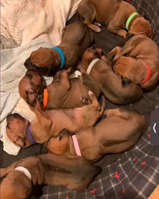 Splendidi cuccioli di Rhodesian ridgeback