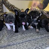 Splendidi cuccioli di Bulldog Francese disponibili