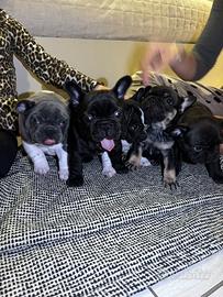 Splendidi cuccioli di Bulldog Francese disponibili