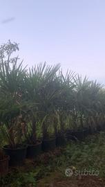 palme in vaso