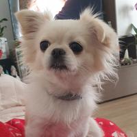 Chiuhuahua per accoppiamento