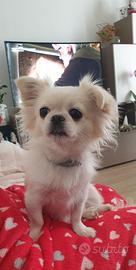 Chiuhuahua per accoppiamento