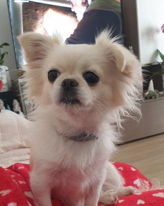 Chiuhuahua per accoppiamento