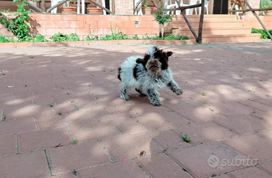 Cuccioli Lagotto romagnolo