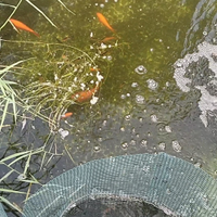 Pesci rossi carassio