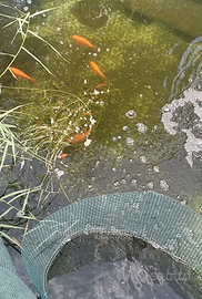 Pesci rossi carassio