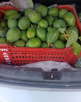 Avocado