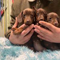 Ultimi cuccioli di bassotto nano Cocolate