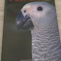 Libro il pappagallo Cenerino , Ravazzi