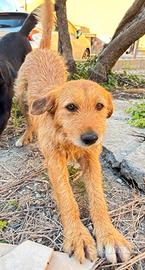 Tofee, 3 anni di bontà e dolcezza Taglia piccola