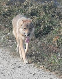 Cuccioli di LUPO CECOSLOVACCO
