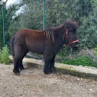 Pony Femmina