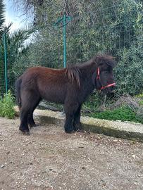 Pony Femmina