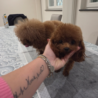 Tea cup stallone per monta