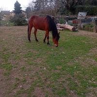 Cavalla