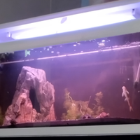 Acquario