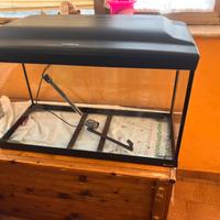 Acquario