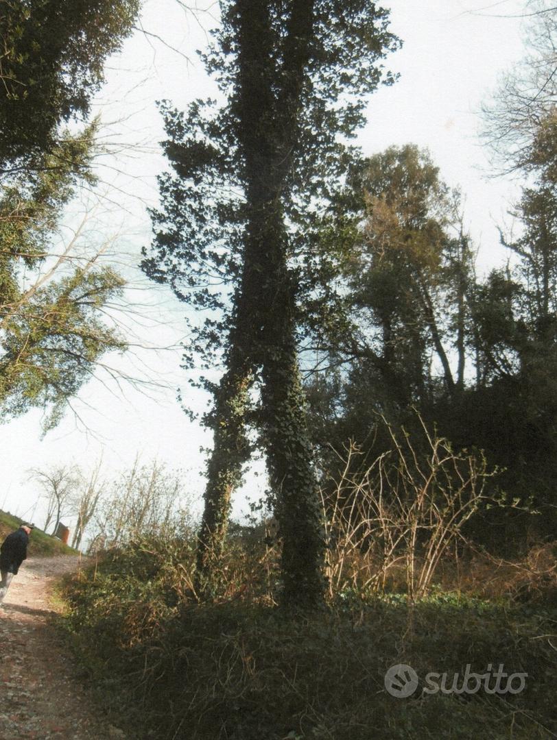 Terreno agricolo incolto a Casciana Terme di Lari - Vista 5