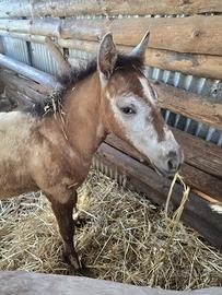 Cavallo puledro appaloso