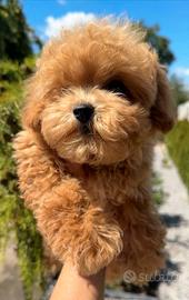 Splendido cucciolo di Barboncino Maschietto